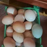 دستگاه جوجه کشی