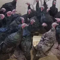 فروش بوقلمون محلی برنز