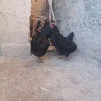 ۹ عدد مرغ جوان