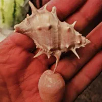 حلزون دریایی