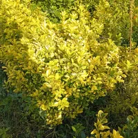 شمشاد طلایی - بوته مادر|خدمات باغبانی و درختکاری|کلاچای, |دیوار