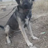 سگ سرابی ماده