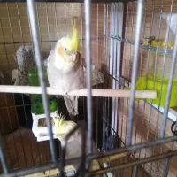 عروس هندی|پرنده|شیراز, محراب|دیوار