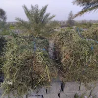 یونجه پرسی|فروش دفتر صنعتی، کشاورزی، تجاری|رودخانه, |دیوار