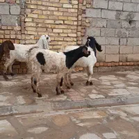 بزغاله پاکستانی (چپش)چند قلو زا