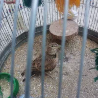 قناری، دهن زن، سهره قناری، و مرغ محلی، معاوضه|پرنده|شیراز, کوشک میدان|دیوار