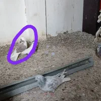 کبوتر گمشده