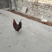 خروس فروشی گلین ومحلی