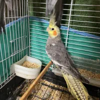 عروس هلندی نر و ماده|پرنده|لنگرود, |دیوار