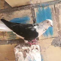 سوسگی دم سفید