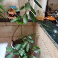 گل طبیعی|گل و گیاه طبیعی|کرمانشاه, |دیوار