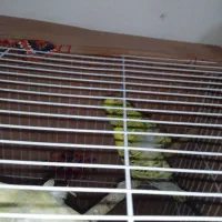 مرغ عشق پروانه ای|پرنده|سراوان, |دیوار