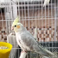 عروس هلندی نر ماده جوجه جفت مولد رام دستی