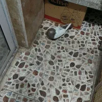 یه جفت سینه ای پاک ماده سینه قهوه ای نر سیاه|پرنده|تهران, افسریه شمالی|دیوار