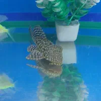 لجن خوار اسپرت