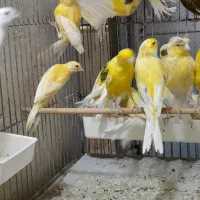 قناری. درشت وتنه دار|پرنده|قم, نیروگاه|دیوار