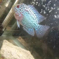 ماهی فلاور کامفا|ماهی|تهران, دریا|دیوار