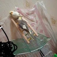معاوضه عروس هلندی دستی با طوطی کوتوله تازه دون خور|پرنده|اصفهان, دشتستان|دیوار