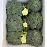 بروکلی آماده صادرات داخل فوم