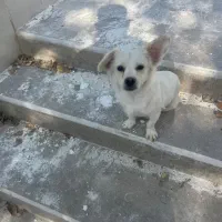 واگذاری سگ به همراه شناسنامه