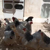 تخم برهما اصل بشرط