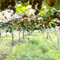 تبدیل زمین به باغ کیوی