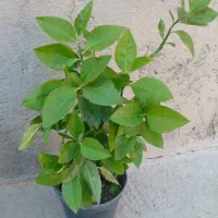 گل طبیعی