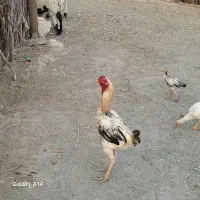 خروس لاری با 2 تا جوجه