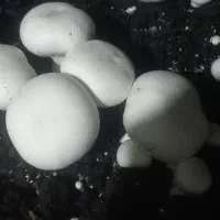 قارچ دکمه ای|خوردنی و آشامیدنی|رضویه, |دیوار