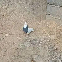 کفتر کبوتر. طوقی سیاه کاکلی