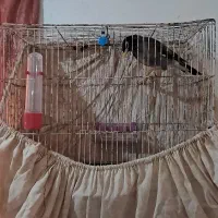 مرغ مینا