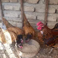 ست 3 مرغ و یک خروس سبرایت مولد زینتی مینیاتوری