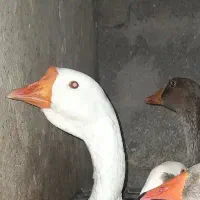 غاز محلی و قوغاز لیندا