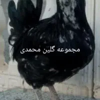 مرغ و خروس گلین|حیوانات مزرعه|شاهین‌شهر, خانه کارگر|دیوار