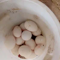 تخم قو غاز نطفه دار