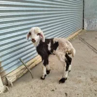 بره شیری پلنگی
