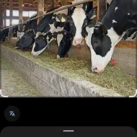 به یک گار گر گاو داری نیاز مندیم