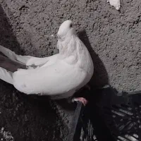 کبوتر|پرنده|اصفهان, سپاهان‌شهر|دیوار