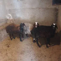 بره نر پرواری