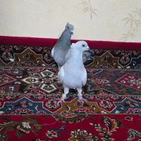 کبوتر جفتی|پرنده|قزوین, |دیوار