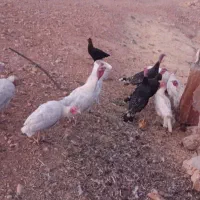 10 عدد جوجه بوقلمون محلی 7ماه نیم