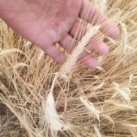 گندم بذردرجه یک اصلاح شده|گل و گیاه طبیعی|مریوان, |دیوار