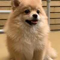 سگ پامر عروسکی