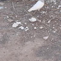 کفتر فوری|پرنده|بم, |دیوار