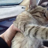 واگزاری بچه گربه اهلی