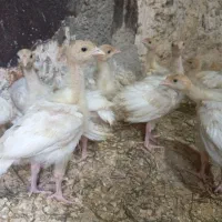 جوجه بوقلمون بیوتی۲۰روزه و جوجه مرغ گلپایگان4روزه