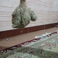 لانه بلبل طبیعی|لوازم جانبی حیوانات|خسروشاه, |دیوار