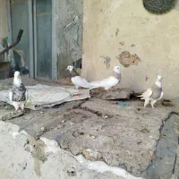 کبوتر طوقی|پرنده|هرسین, |دیوار