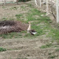 تخم قو غاز نطفه دار