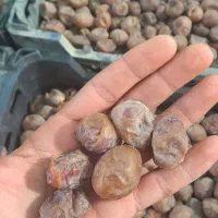 خرمای برحی|خوردنی و آشامیدنی|قم, جمکران|دیوار